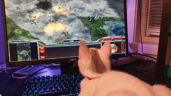 My cat is helping me beat Shi Tao the nuke.